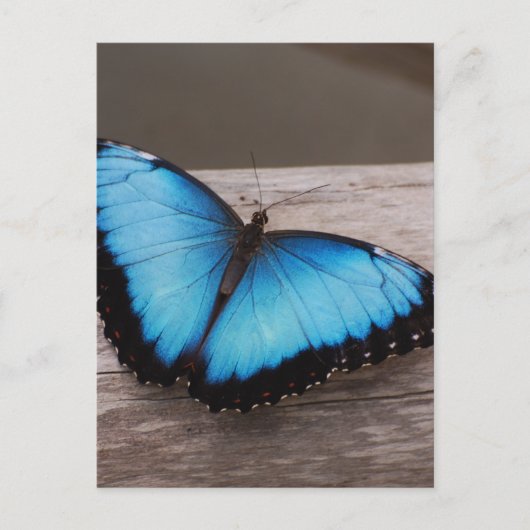 Produkt anpassen postkarte (Vorderseite)