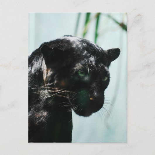 Produkt anpassen postkarte (Vorderseite)