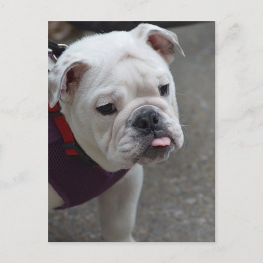 Produkt anpassen postkarte (Vorderseite)