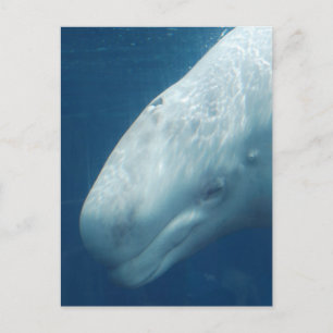 Produkt anpassen postkarte
