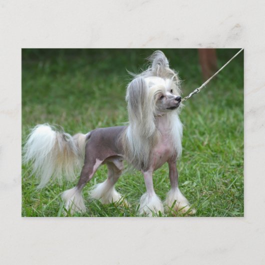 Produkt anpassen postkarte (Vorderseite)