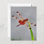 Produkt anpassen postkarte (Vorne/Hinten)