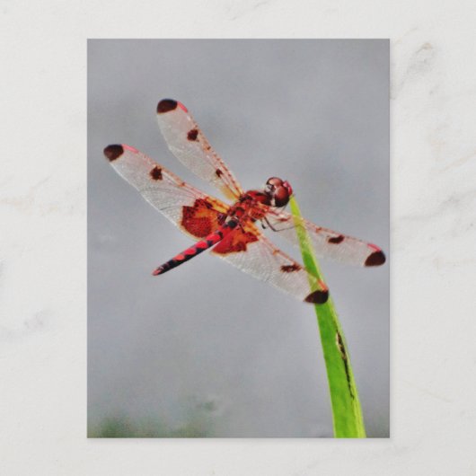 Produkt anpassen postkarte (Vorderseite)