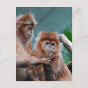 Produkt anpassen postkarte