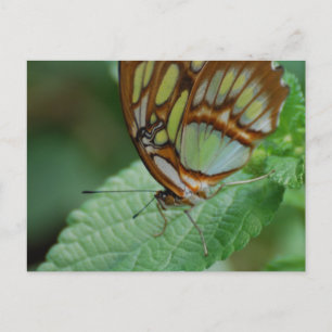 Produkt anpassen postkarte