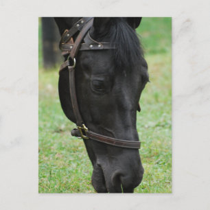Produkt anpassen postkarte
