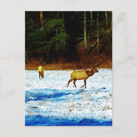 Produkt anpassen postkarte (Vorderseite)