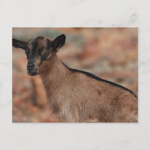 Produkt anpassen postkarte