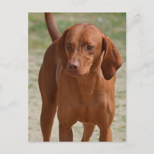 Produkt anpassen postkarte (Vorderseite)