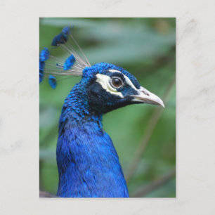 Produkt anpassen postkarte