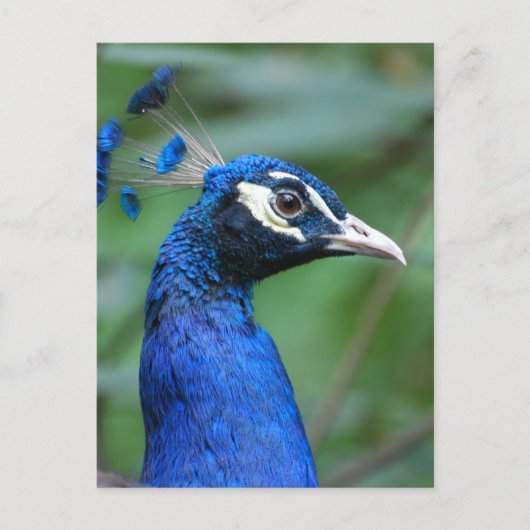 Produkt anpassen postkarte (Vorderseite)