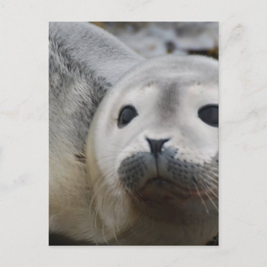 Produkt anpassen postkarte (Vorderseite)