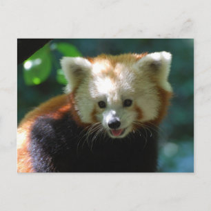 Produkt anpassen postkarte