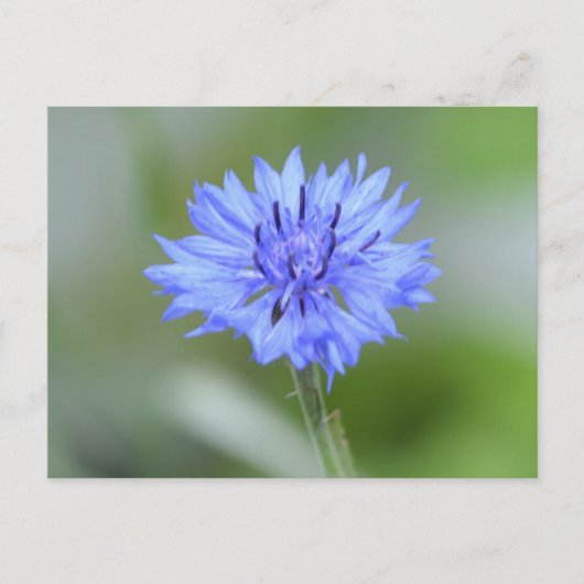 Produkt anpassen postkarte (Vorderseite)