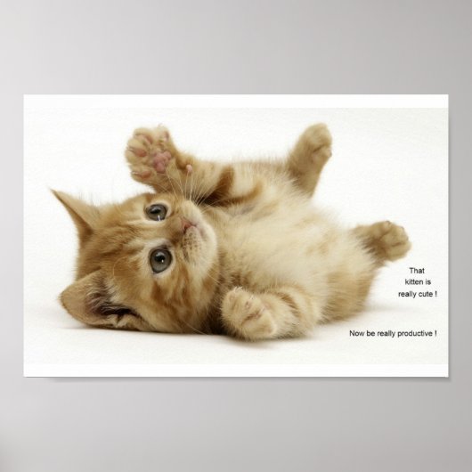 Produktivität Kitten (Kitteh) Poster (Vorne)