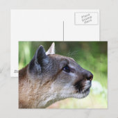 Profil der Berglionen Postkarte (Vorne/Hinten)