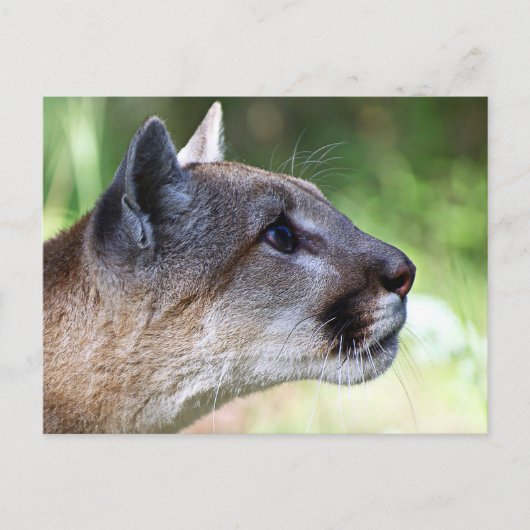 Profil der Berglionen Postkarte (Vorderseite)