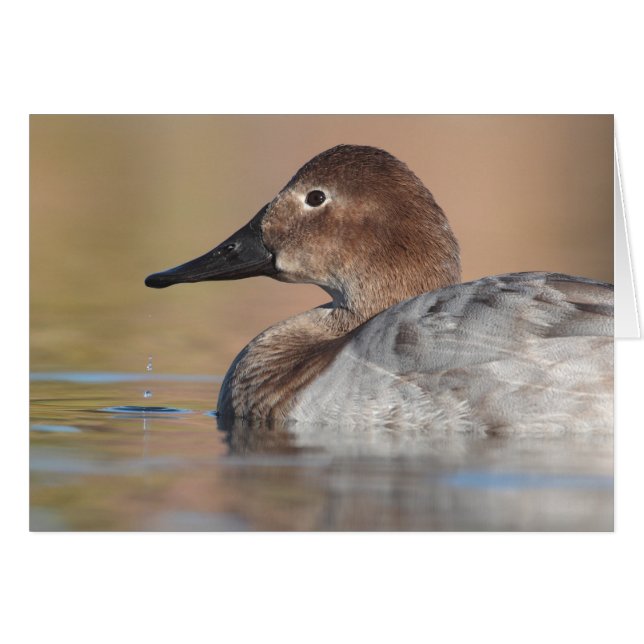 Profil der weiblichen Canvasback-Ente (Vorderseite (Horizontal))