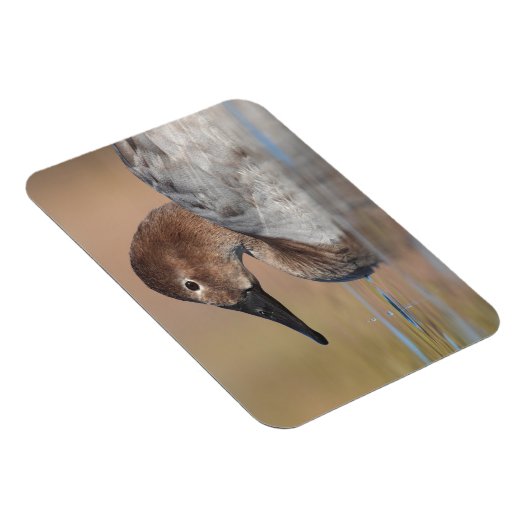 Profil der weiblichen Canvasback-Ente Magnet (Rechte Seite)