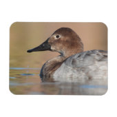 Profil der weiblichen Canvasback-Ente Magnet (Horizontal)