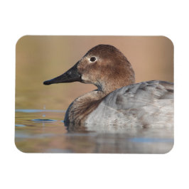 Profil der weiblichen Canvasback-Ente Magnet