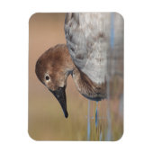 Profil der weiblichen Canvasback-Ente Magnet (Vertikal)