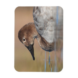 Profil der weiblichen Canvasback-Ente Magnet