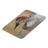 Profil der weiblichen Canvasback-Ente Magnet (Linke Seite)