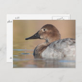 Profil der weiblichen Canvasback-Ente Postkarte (Vorne/Hinten)