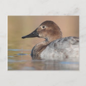 Profil der weiblichen Canvasback-Ente Postkarte (Vorderseite)