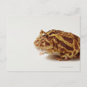 Profil des argentinischen Horned Frogs Postkarte (Vorderseite)