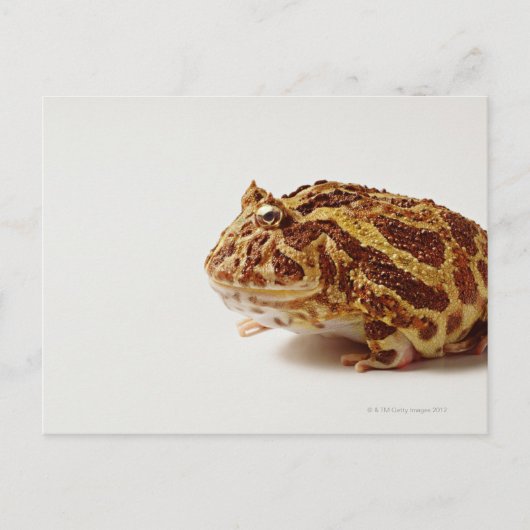 Profil des argentinischen Horned Frogs Postkarte (Vorderseite)