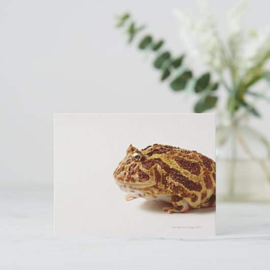 Profil des argentinischen Horned Frogs Postkarte (Stehend Vorderseite)