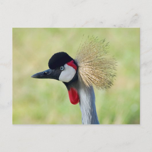 Profil des Grauhalskranichs Postkarte (Vorderseite)
