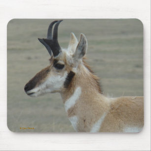 Profil des Kopfes eines jungen Gabelbockbocks A29 Mousepad