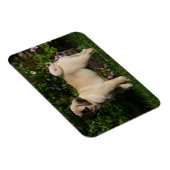 Profil des Mops Magnet (Rechte Seite)