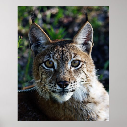 Profil des sibirischen Luchs Poster (Vorne)