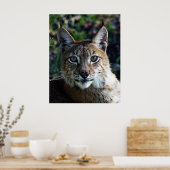 Profil des sibirischen Luchs Poster (Küche)
