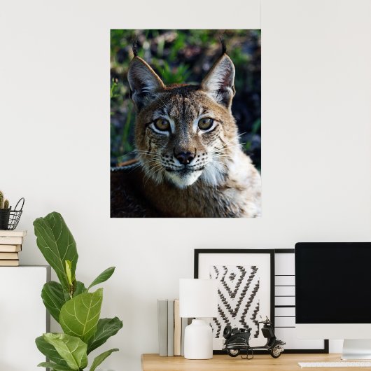 Profil des sibirischen Luchs Poster (Heimbüro)