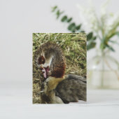 Profil einer ägyptischen Gans Postkarte (Stehend Vorderseite)