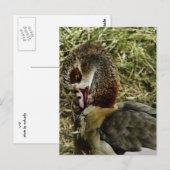 Profil einer ägyptischen Gans Postkarte (Vorne/Hinten)