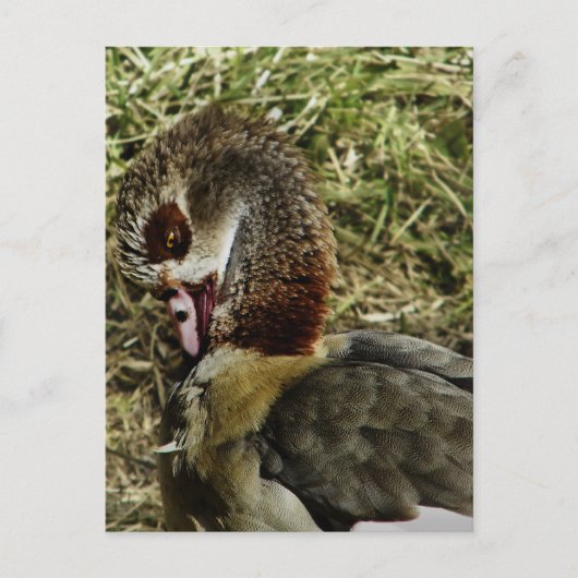 Profil einer ägyptischen Gans Postkarte (Vorderseite)