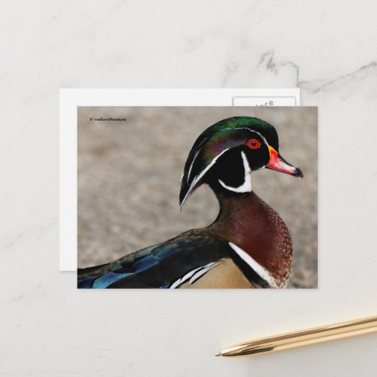 Profil einer männlichen Waldschnatterente Postkarte (Vorderseite/Rückseite Beispiel)