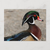 Profil einer männlichen Waldschnatterente Postkarte (Vorderseite)