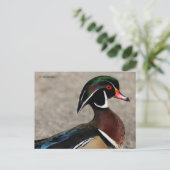 Profil einer männlichen Waldschnatterente Postkarte (Stehend Vorderseite)