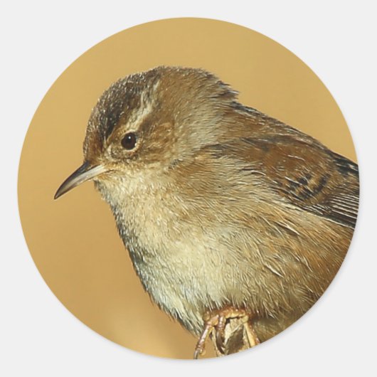 Profil einer Marshierwren Runder Aufkleber (Vorderseite)