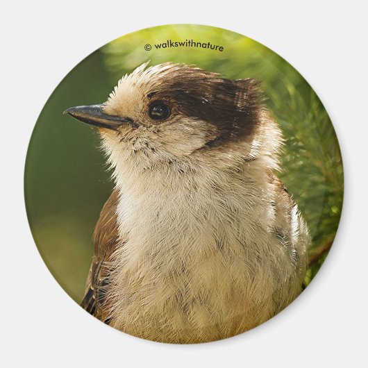 Profil einer Niedlichen grauen Jay / Whiskeyjack Magnet (Vorne)