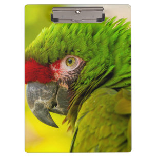 Profil eines Aras im Santa Barbara Zoo Klemmbrett