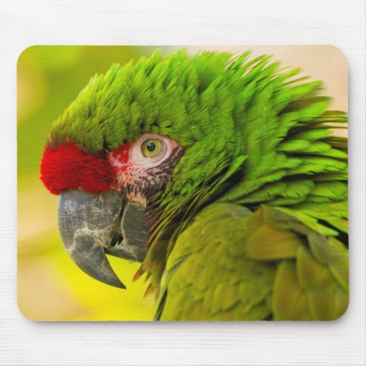 Profil eines Aras im Santa Barbara Zoo Mousepad (Vorne)