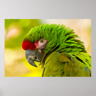 Profil eines Aras im Santa Barbara Zoo Poster